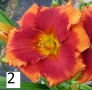 Хемерокалис Налични 5 вида, снимка 2