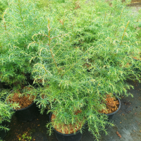 Криптомерия, Cryptomeria japonika „Elegans“, снимка 5 - Градински цветя и растения - 39343168