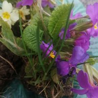 Градинска иглика в 3 цвята и разцветки.От март до Април , снимка 10 - Градински цветя и растения - 32711428