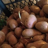 Семена картофи , снимка 4 - Сортови семена и луковици - 43711855