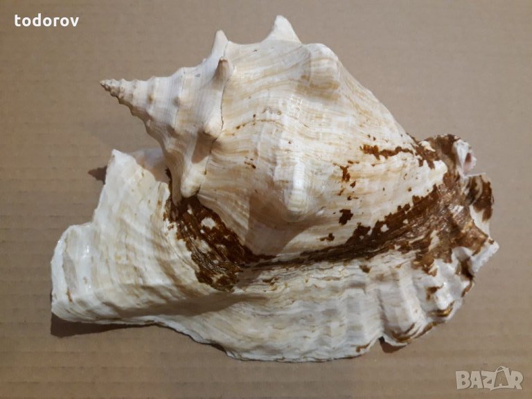 Раковина, снимка 1