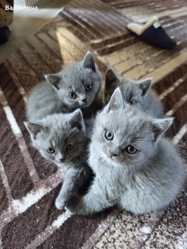 Британска късокосместа, снимка 1