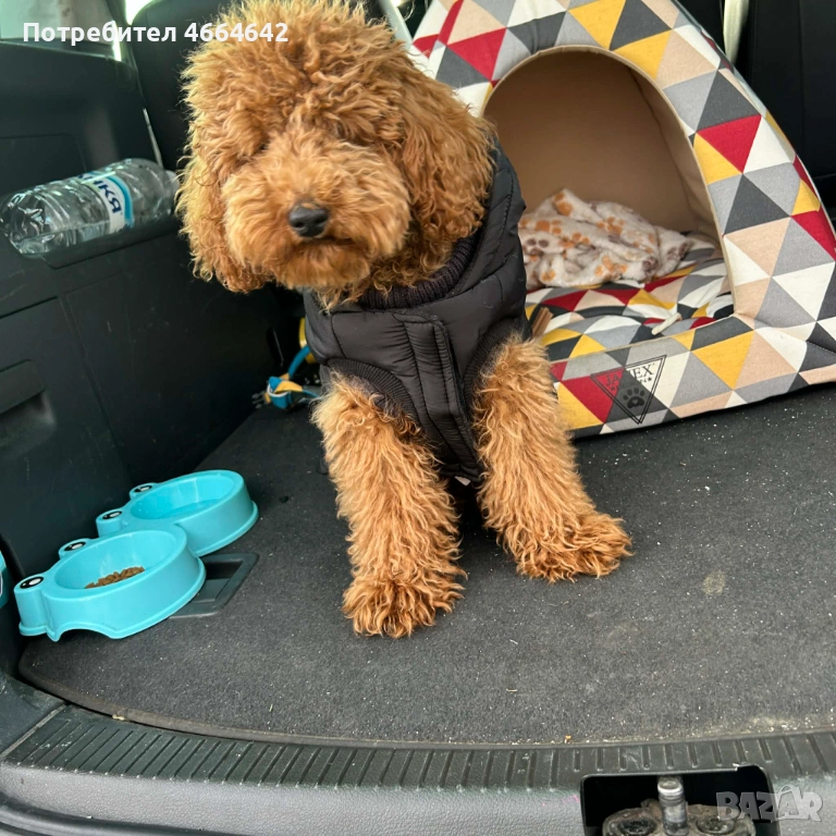 Продавам пудел Tой, снимка 1