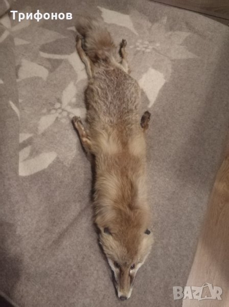 Лисица, снимка 1