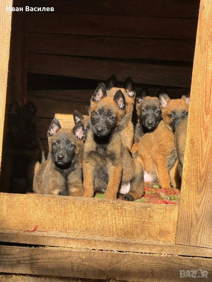 белгийска овчарка малиноа , снимка 1