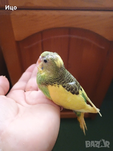 Социални вълнисти папагали, снимка 1