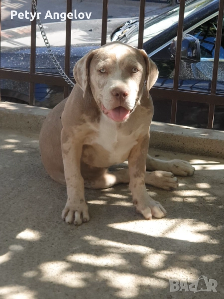 Американско були , снимка 1