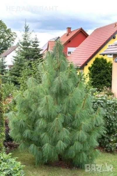 Хималайски бор, снимка 1