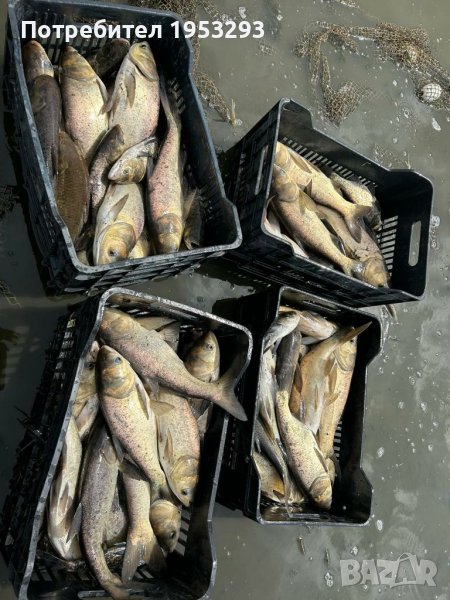 Толстолоб и шаран , снимка 1