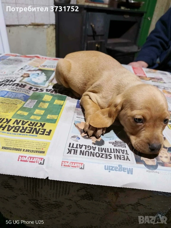 Кучета за трюфели, снимка 1