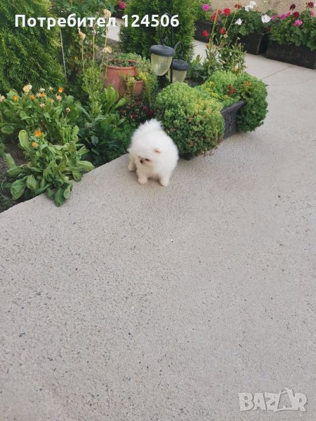 Померан, померанчета, мини померани, снимка 1
