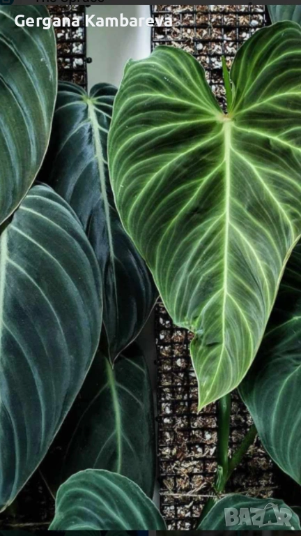 Philodendron Splendid , снимка 1