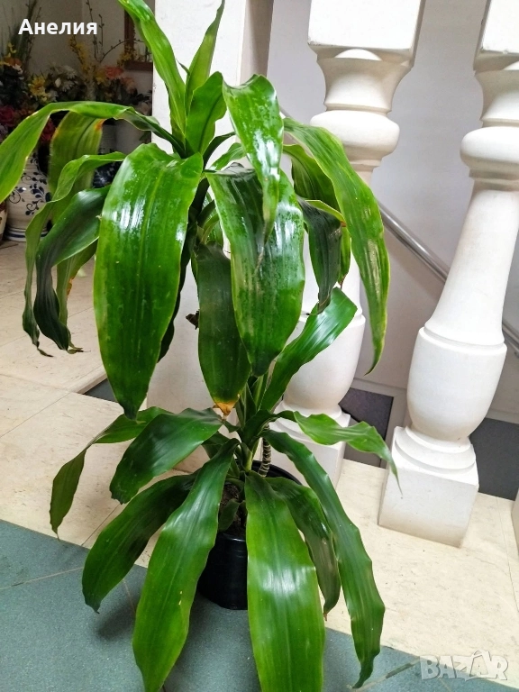 Драцена , снимка 1