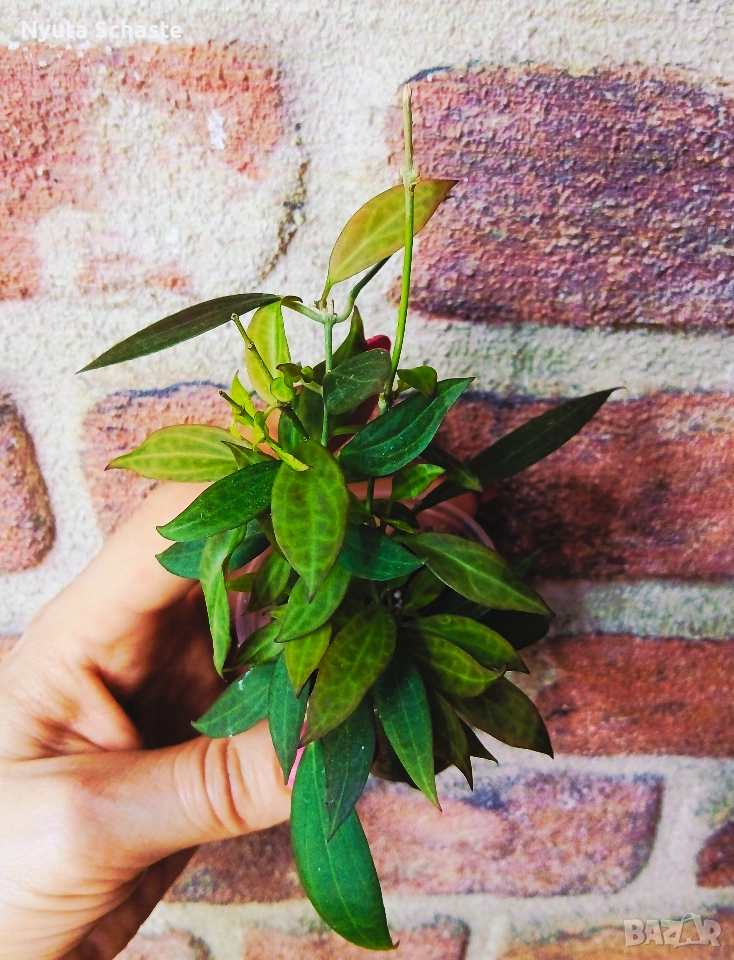 Хоя. Hoya sp. NS12-323 microdwarf , снимка 1