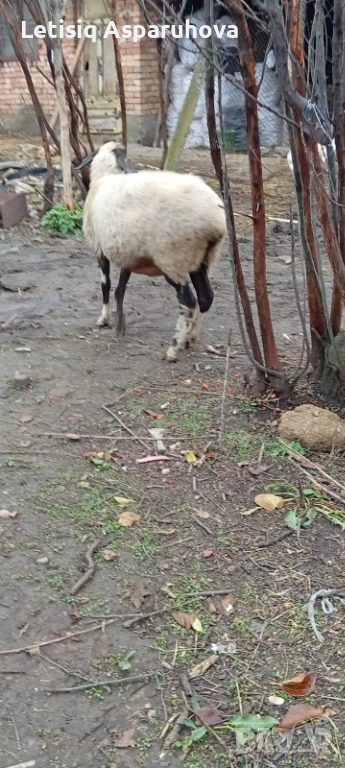 Продавам редовна овца, снимка 1