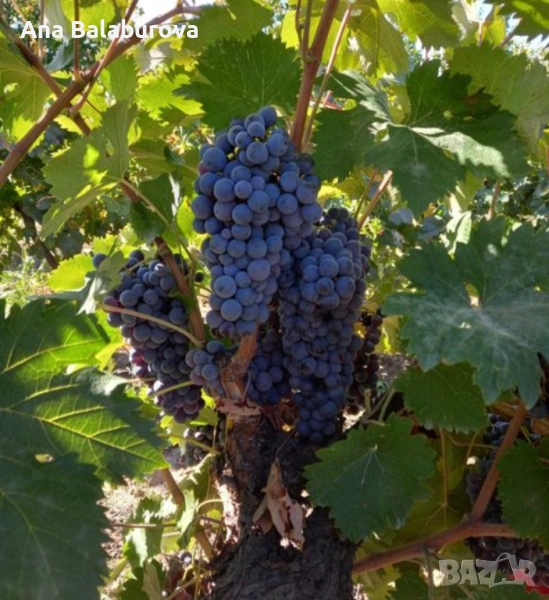 Продавам грозде за вино и ракия, снимка 1