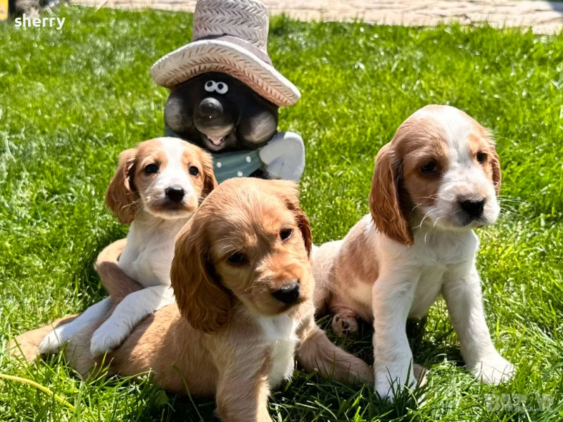 Кокер шпаньол , снимка 1