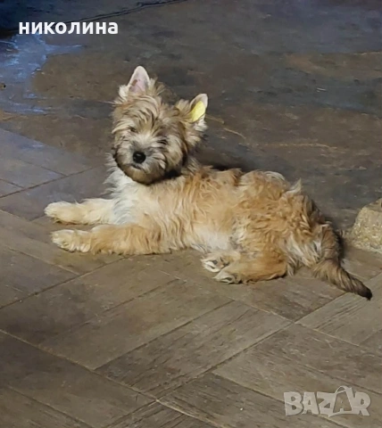 продавам йоркширски териер , снимка 3 - Йоркширски териер - 53470992