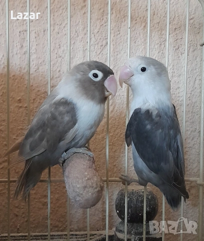 Продавам Неразделки