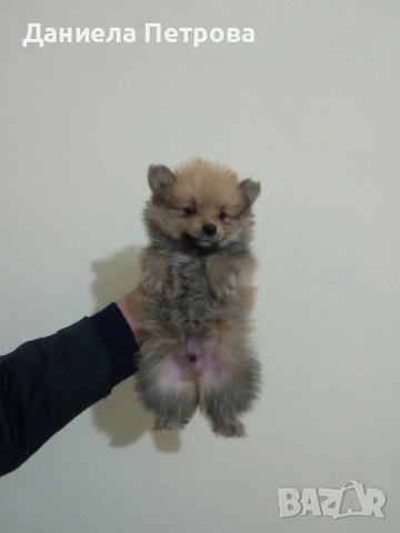 Мъжко померанче на 50 дни, обезпаразитено с първа ваксина и паспорт