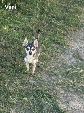 Чихуахуа за разплод , мини Чихуахуа, снимка 7 - Чихуахуа - 38398987