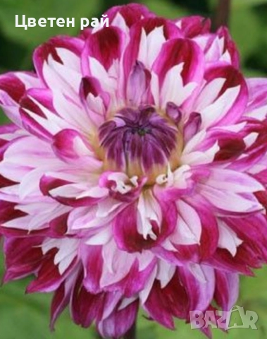 Грудки на няколко цвята далии , снимка 8 - Градински цветя и растения - 52506160