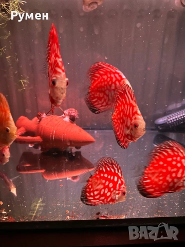 Продавам млади дискуси, снимка 3 - Рибки - 53222453