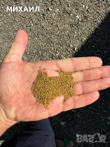 Семена люцерна Приста 3 и Плевен 6, снимка 3 - Сортови семена и луковици - 52380151