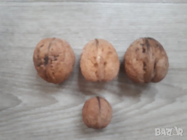 ОРЕХИ ЗА ЗАСАЖДАНЕ в Домашни продукти в гр. София - ID43853620 — Bazar.bg