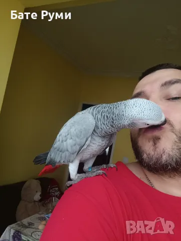 Папагал Жако