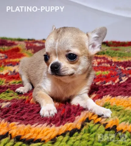 ЧИХУАХУА БЕБЕТА, снимка 6 - Чихуахуа - 48926548