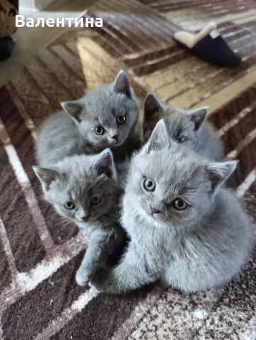 Британска късокосместа