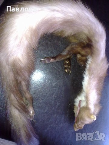 Естествена яка, снимка 1