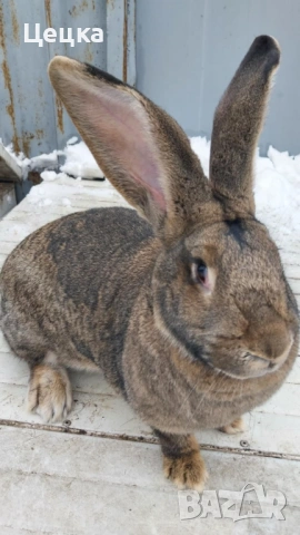Продавам зайка, снимка 5 - Други - 52810039