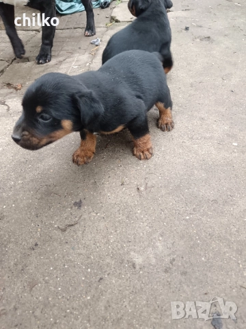 ягдтериер, снимка 7 - Ягдтериер - 52787759