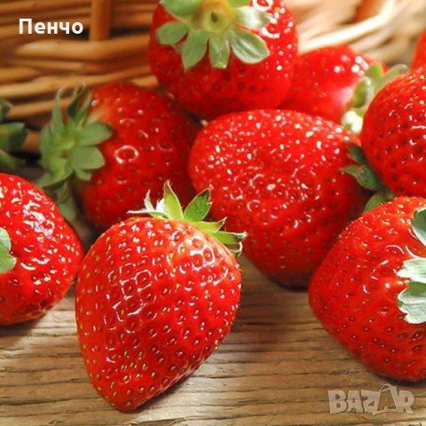 100 гигантски ягодови семена от плод ягода ягоди органични плодови ягодови семена от вкусни ягоди от, снимка 8 - Сортови семена и луковици - 27610133