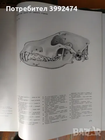 Атлас по топографска анатомия на селскостопанските животни, 3 тома, снимка 5 - Специализирана литература - 49711453