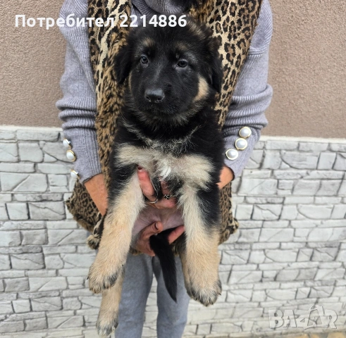 Немска овчарка  , снимка 4 - Немска овчарка - 52970117