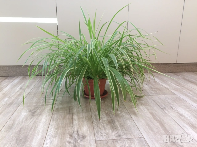 Драцена, хлорофитум, снимка 4 - Стайни растения - 51529901