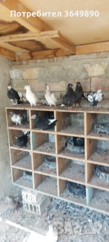 Американски високолетачи