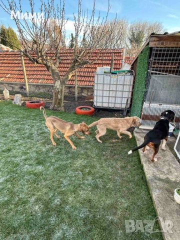 Ловни кучета, снимка 13 - Други - 53111116