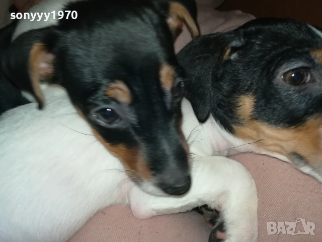 ФИНАЛНА ПРОДАЖБА-ПОСЛЕДЕН ДЖАК РЪСЕЛ-СЛАДКА ДАМА 3010251451, снимка 3 - Джак ръсел териер - 52235740