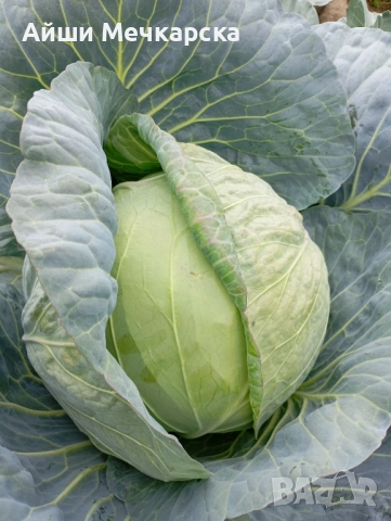 Продавам зеле Чиърс на едро , снимка 2 - Други - 52086423