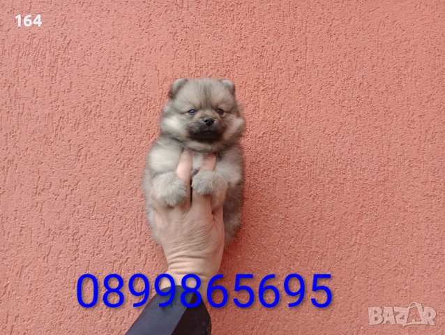 Мъжки Померан. Снимки от 18.02.26 г. , снимка 3 - Померан - 53508637