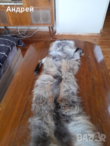 Стара кожа,яка от лисица #2, снимка 6 - Други ценни предмети - 53046506