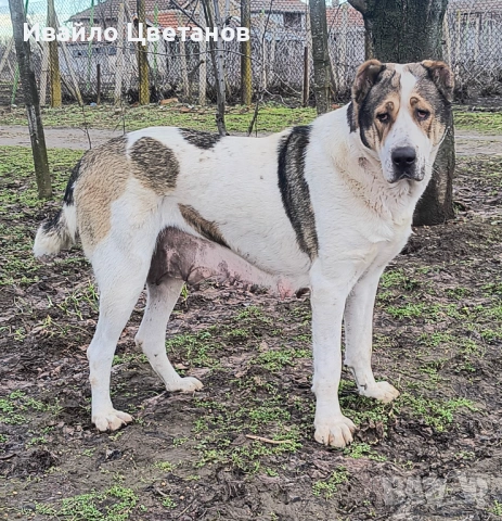 Алабай, снимка 4 - Алабай - 53609948