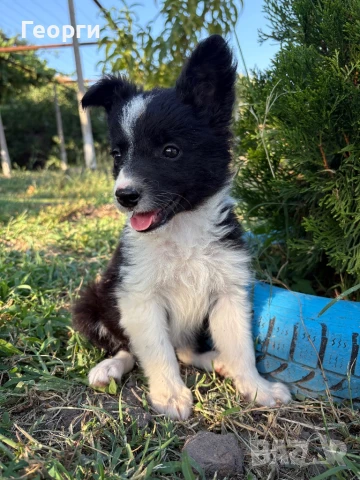 Бордър колита, снимка 1