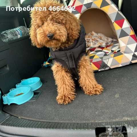 Продавам пудел Tой