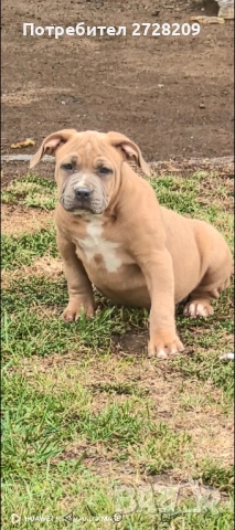 Американско Були ХЛ/ American Bully XL