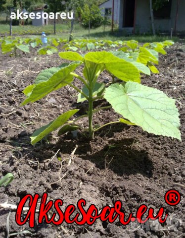 400 семена от красиво декоративно медоносно дърво пауловния томентоса за декорация и украса на двора, снимка 9 - Сортови семена и луковици - 37701065